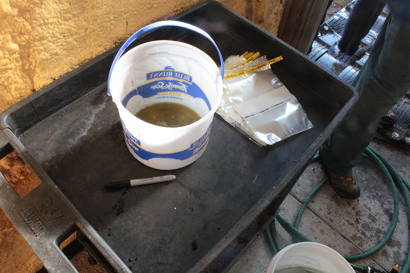 A white buck sits on a table in the shed. Inside is green liquid sampled from a bison's rumen.